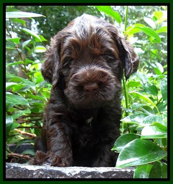 Tessa Beckham pups 4 wks old 161