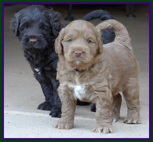 Tessa Beckham pups 5 wks old 261