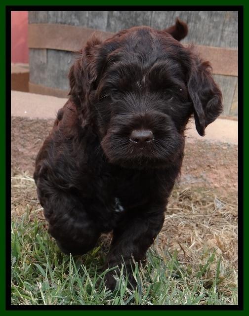 Tessa Beckham pups 5.5 wks old 61