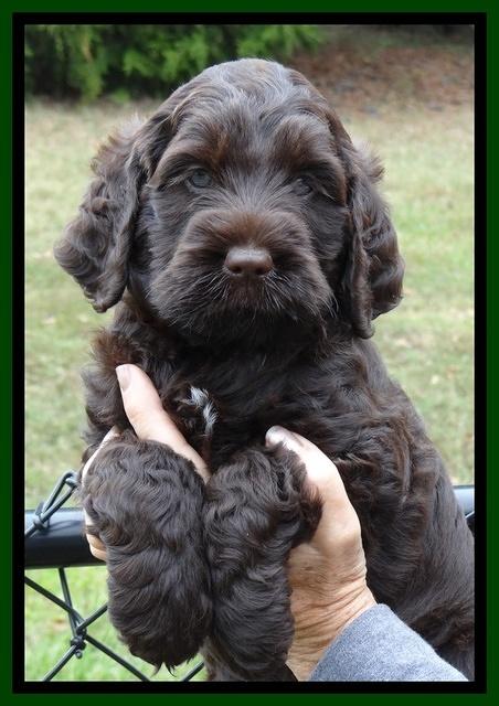 Tessa Beckham pups 6 wks old 121