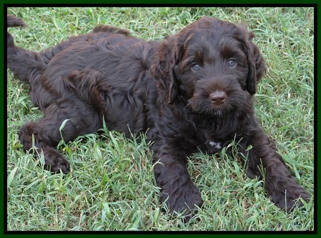 Tessa Beckham pups 7 wks old 1850