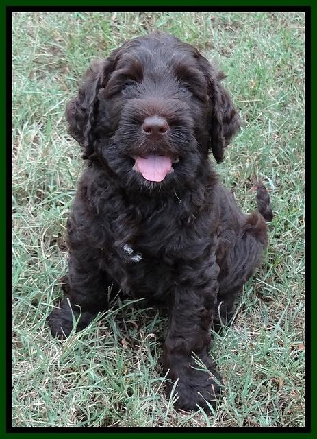 Tessa Beckham pups 7 wks old 1950