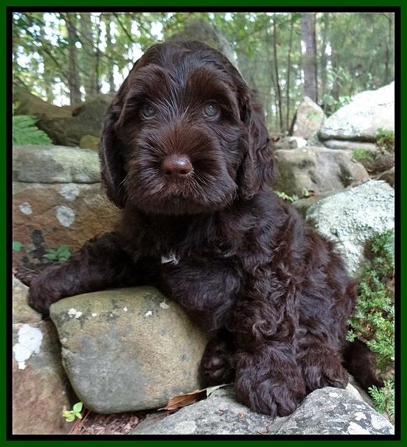 Tessa Beckham pups 8 wks old Green 3!