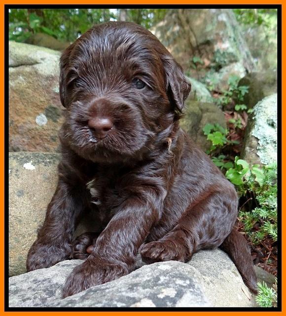 Tessa Beckham pups 3 wks old 171