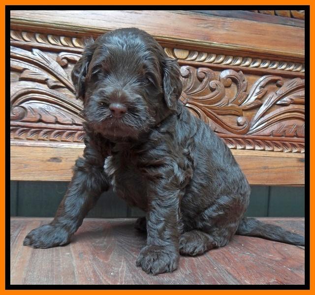 Tessa Beckham pups 4 wks old 181