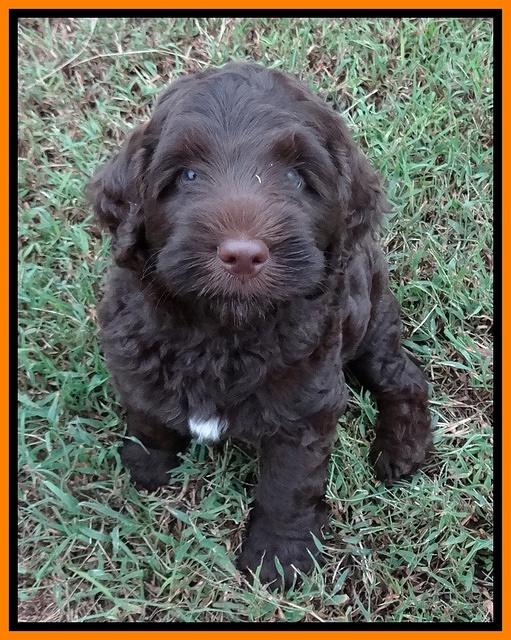 Tessa Beckham pups 7 wks old 2250
