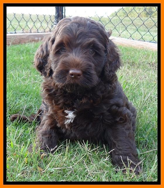 Tessa Beckham pups 7 wks old 2350