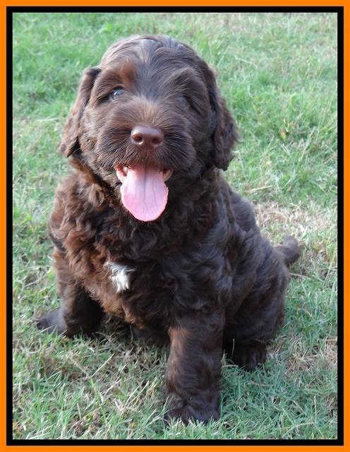 Tessa Beckham pups 7 wks old 2450