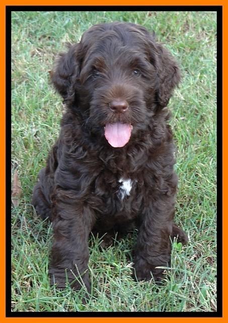 Tessa Beckham pups 7 wks old 2550