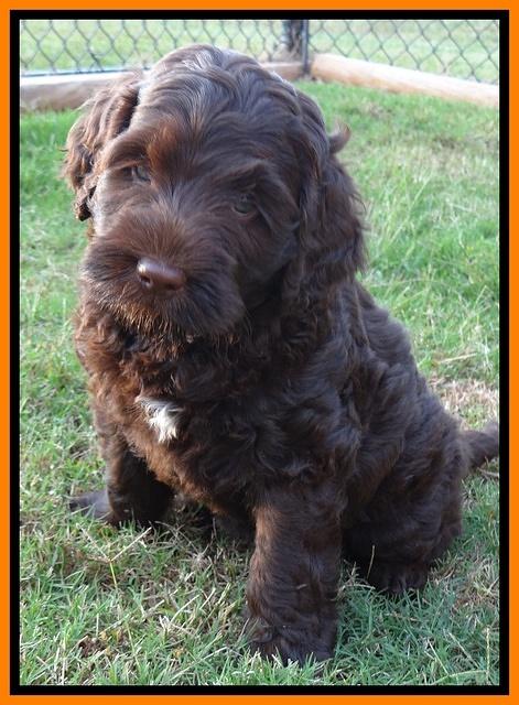 Tessa Beckham pups 7 wks old 2650