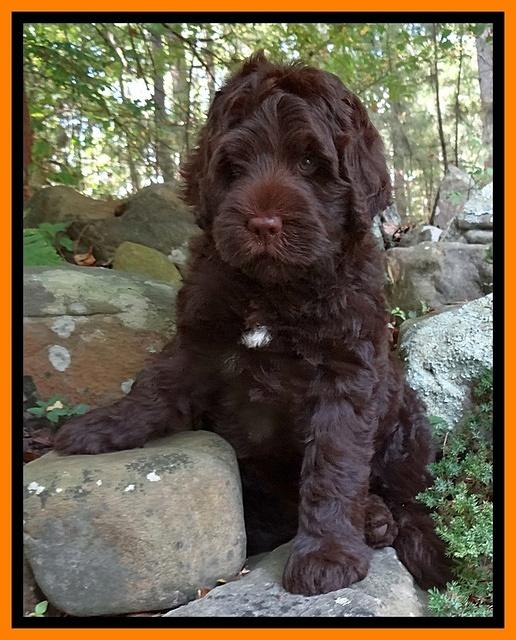Tessa Beckham pups 8 wks old 131
