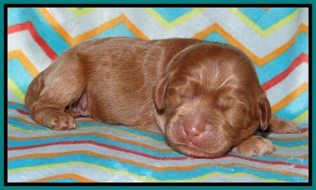Tessa BEckham pups 1 wk old 231
