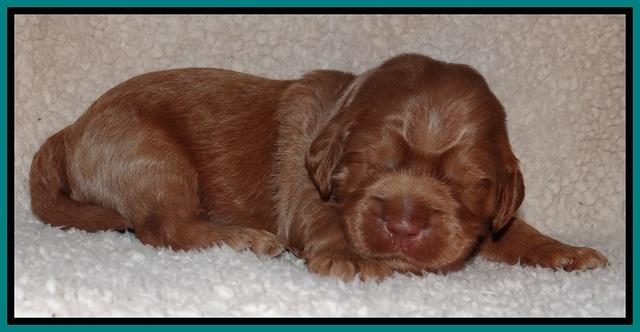 Tessa BEckham pups 2 wk old 211