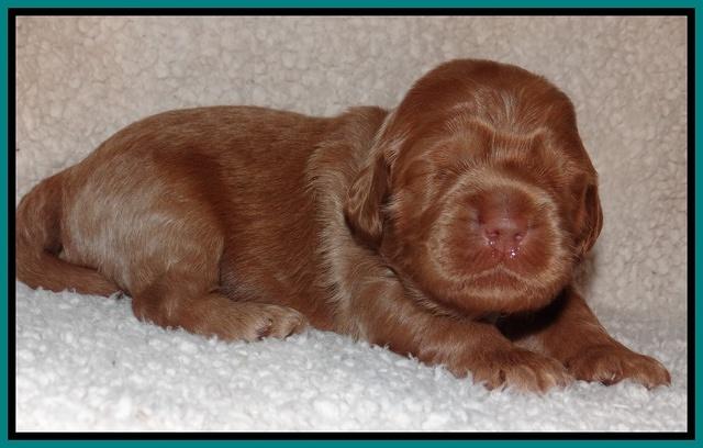 Tessa BEckham pups 2 wk old 221