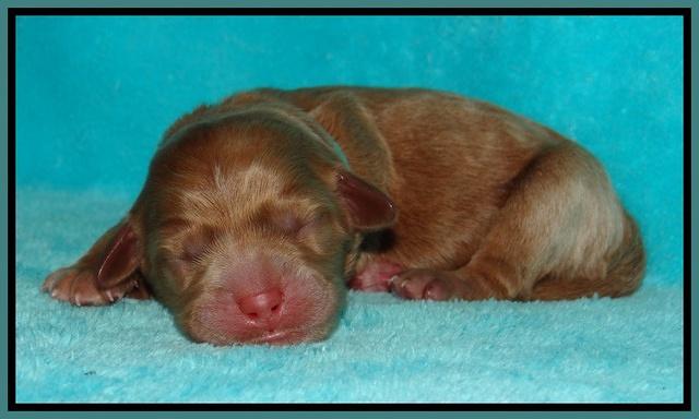 Tessa Beckham newborn pups 141