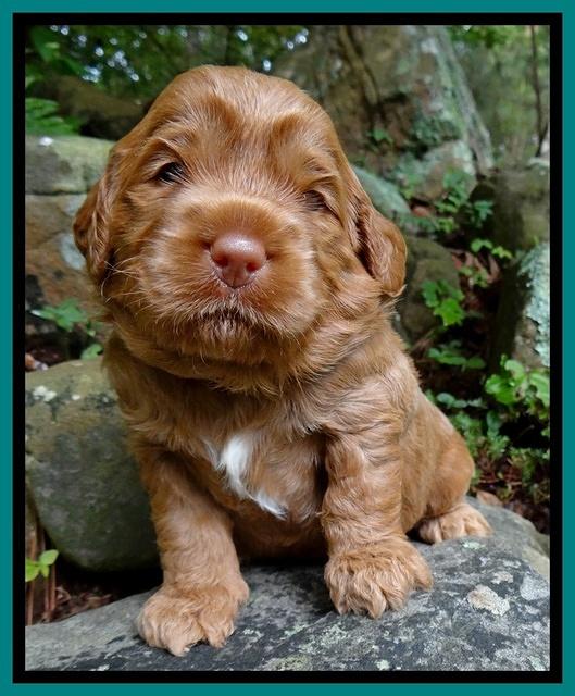 Tessa Beckham pups 3 wks old 201