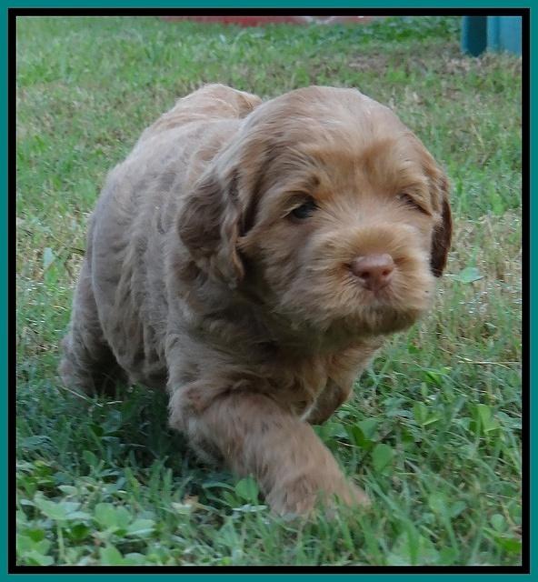 Tessa Beckham pups 5 wks old 311