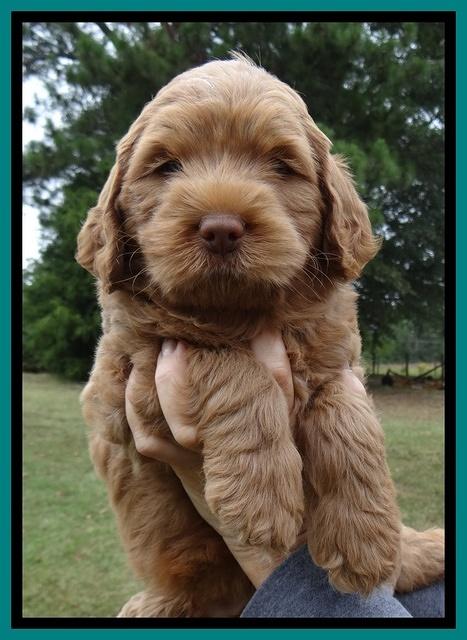 Tessa Beckham pups 6 wks old 161