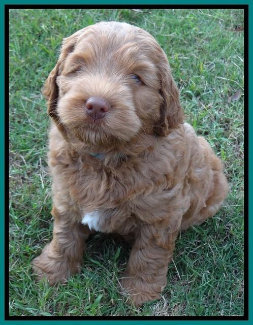 Tessa Beckham pups 7 wks old 2850