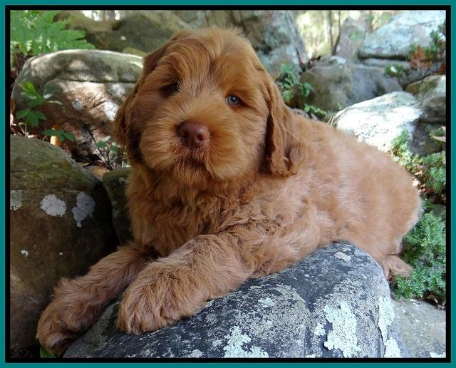 Tessa Beckham pups 8 wks old 32