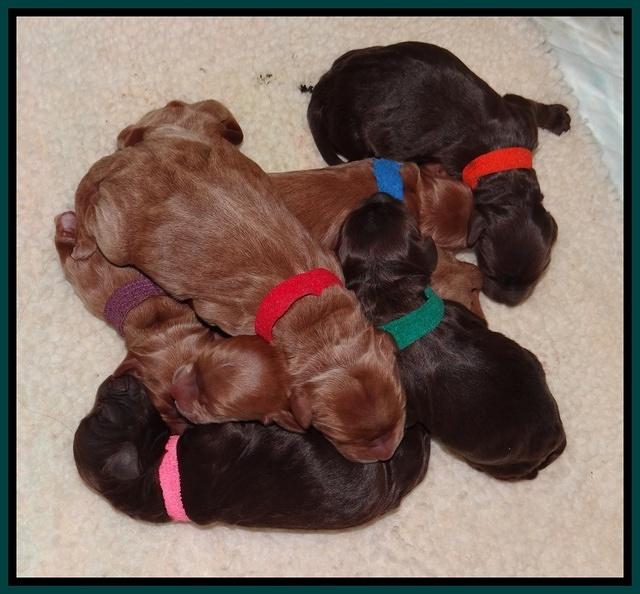 Tessa BEck pups newborn group 11