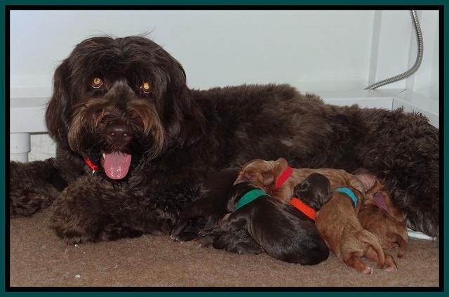 Tessa BEck pups newborn group 21