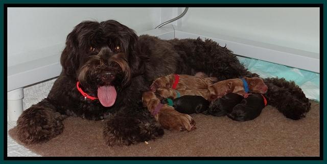 Tessa BEck pups newborn group 31