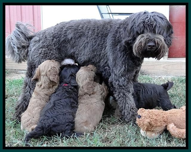Tessa Beckham pups 5.5 wks old 11