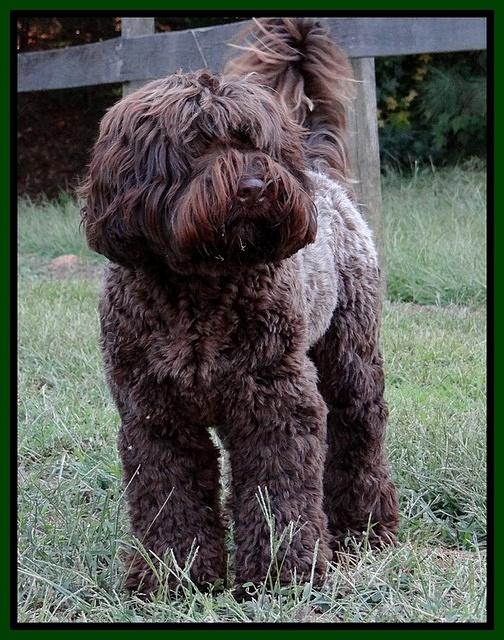 Champ 2 years old 31