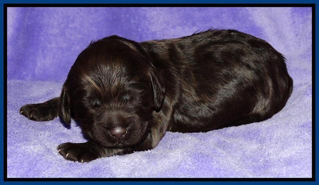 Tela Champ pups 1 wk old 51