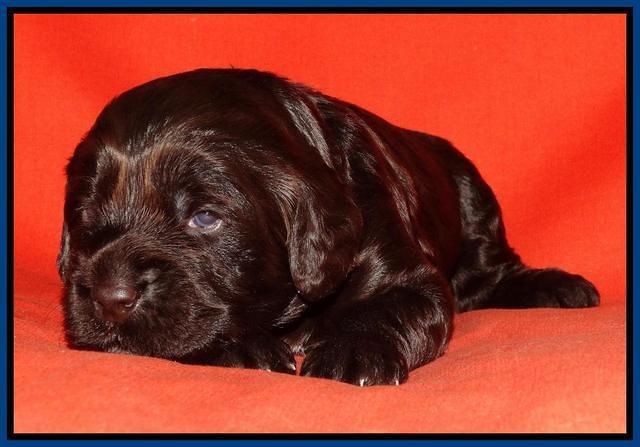 Tela Champ pups 2 wks old 31