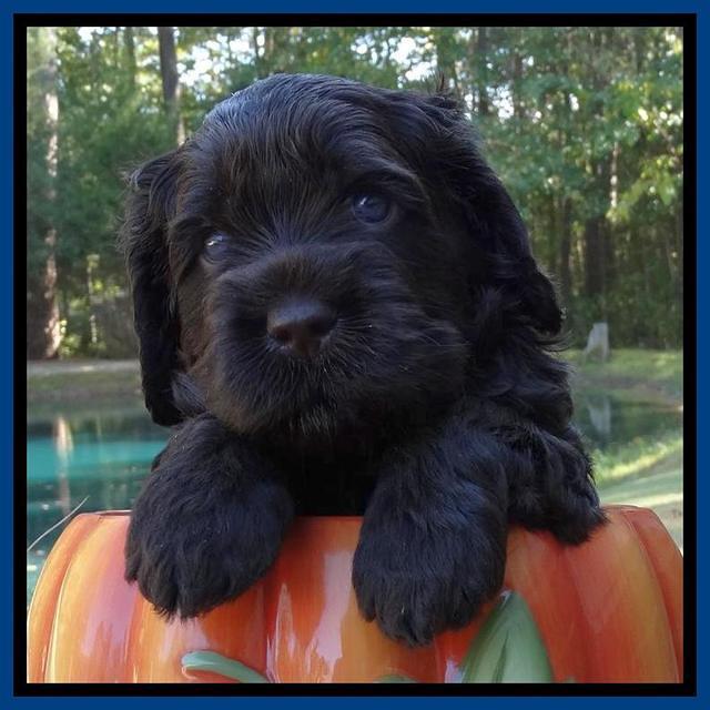 Tela Champ pups 4 wks old 91