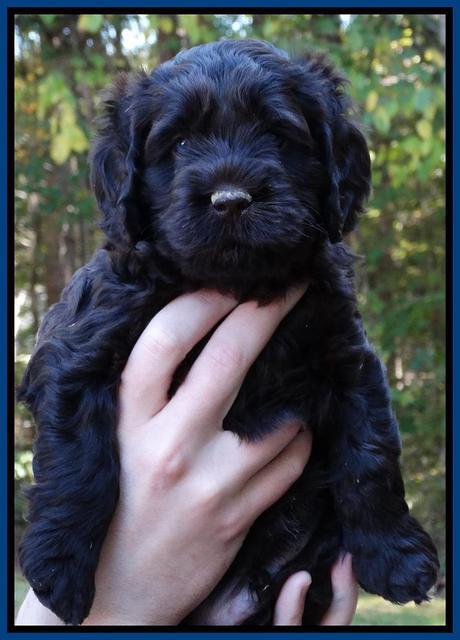 Tela Champ pups 5 wks old 11