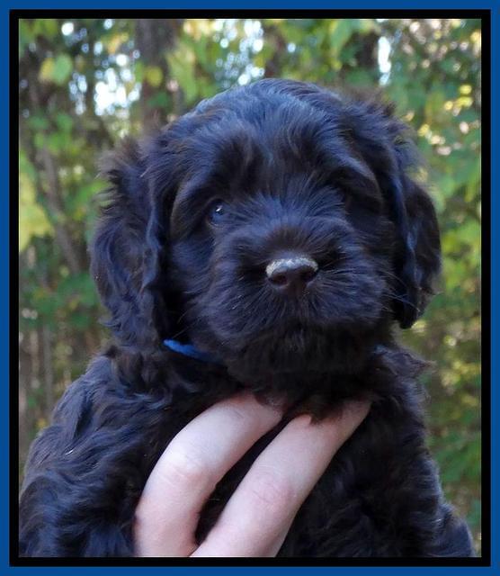 Tela Champ pups 5 wks old 41