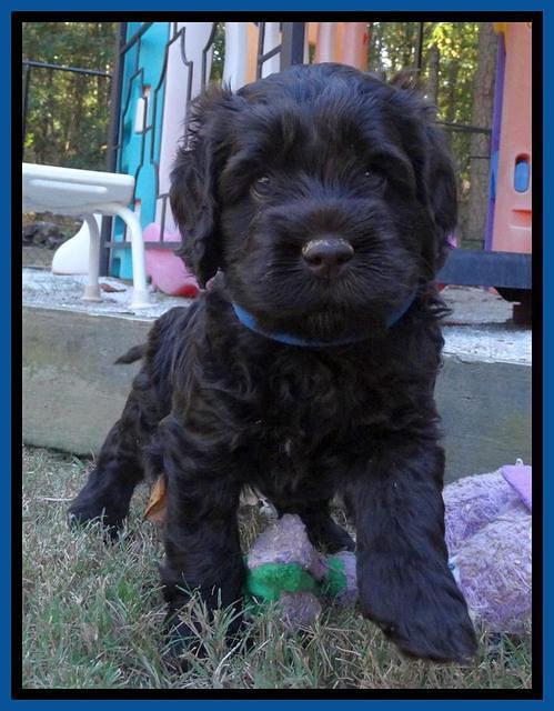Tela Champ pups 5 wks old 51