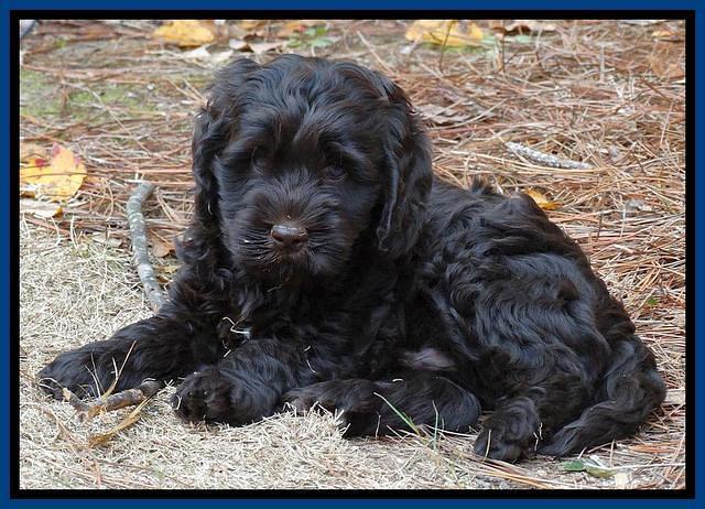 Tela Champ pups 7 wks old 31