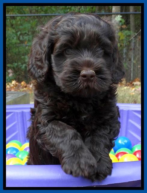 Tela and Champ pups 6 wks old 11