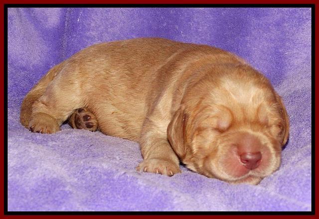 Tela Champ pups 1 wk old 211