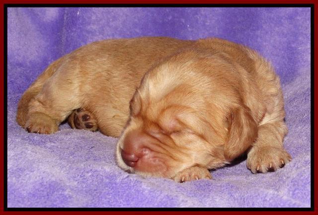 Tela Champ pups 1 wk old 221