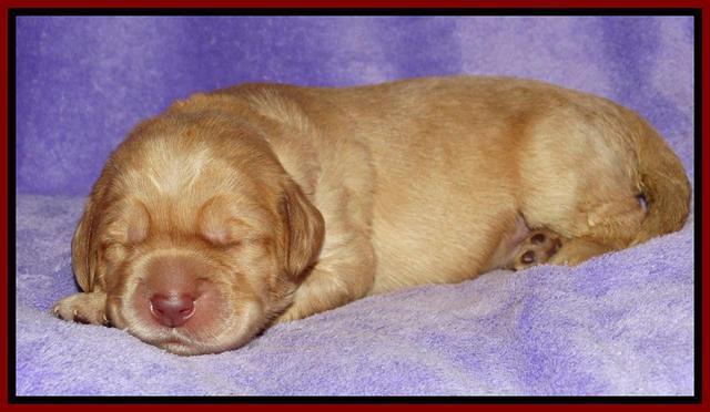 Tela Champ pups 1 wk old 241
