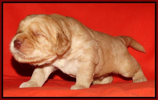 Tela Champ pups 2 wks old 41