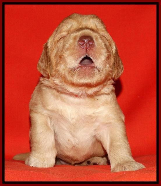 Tela Champ pups 2 wks old 51