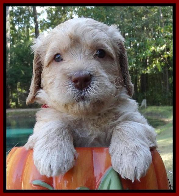 Tela Champ pups 4 wks old 141