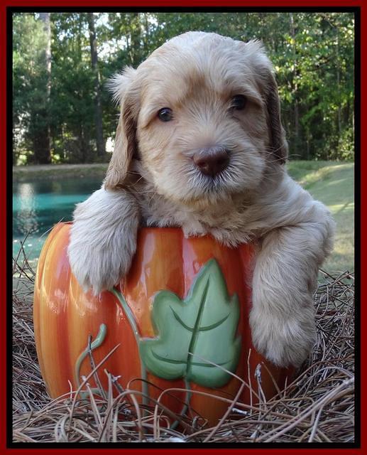 Tela Champ pups 4 wks old 151