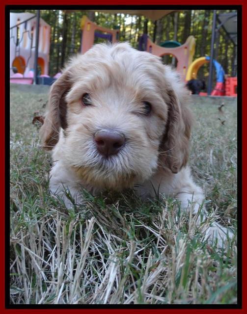 Tela Champ pups 5 wks old 71