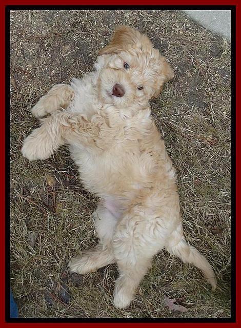 Tela Champ pups 7 wks old 91