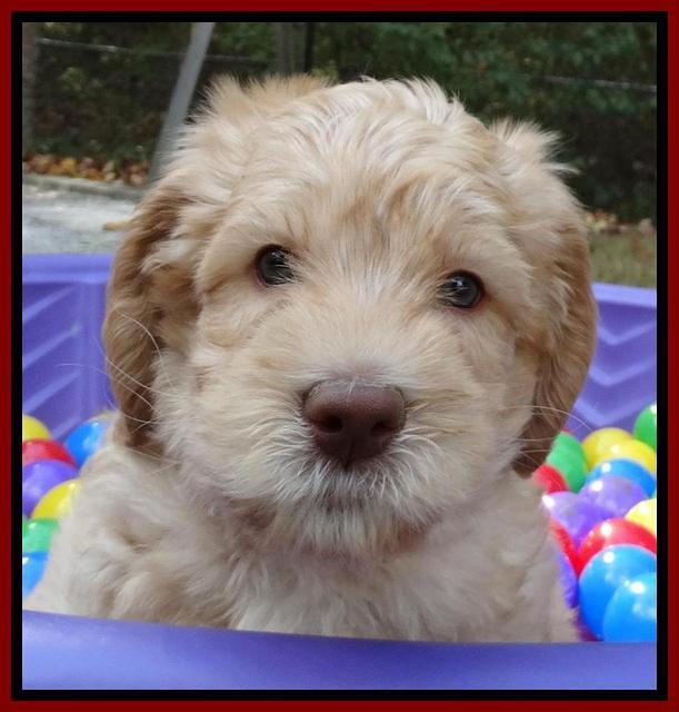 Tela and Champ pups 6 wks old 41