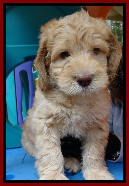 Tela and Champ pups 6 wks old 51