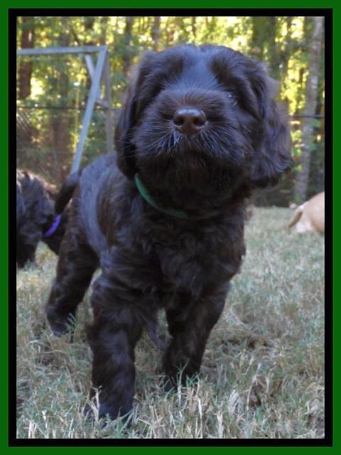 Tela Champ pup 5 wks old green