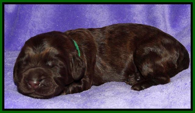 Tela Champ pups 1 wk old 91